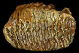 Fossil Woolly Mammoth Upper P Molar - North Sea Deposits #123647-1
